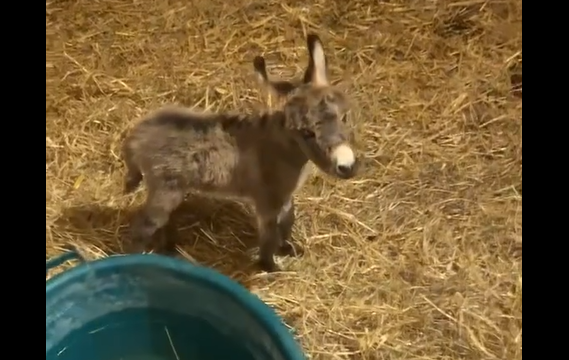 ��� ��� ����? (�����)