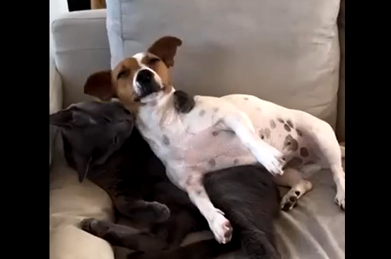 ������ (�����)