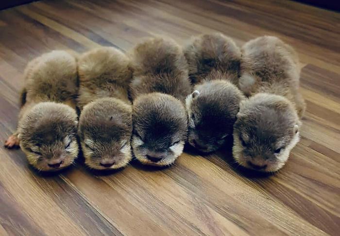 ������������ ����� ��� (30 ����)