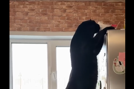 ��� ��, �������� (�����)