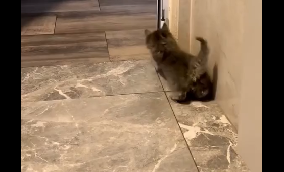 � �� ���� ������ (�����)