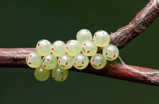 ����� ������� ���� � Nature Photography Contest (9 ����)