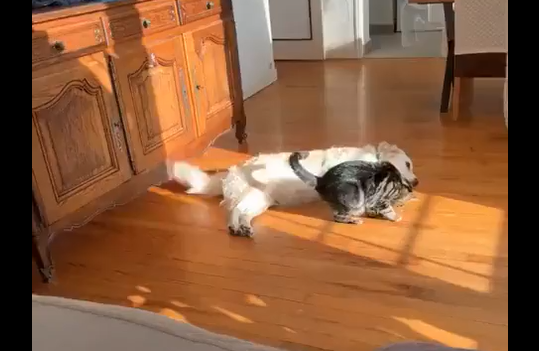 ���� ������� �� ����� ������ (�����)