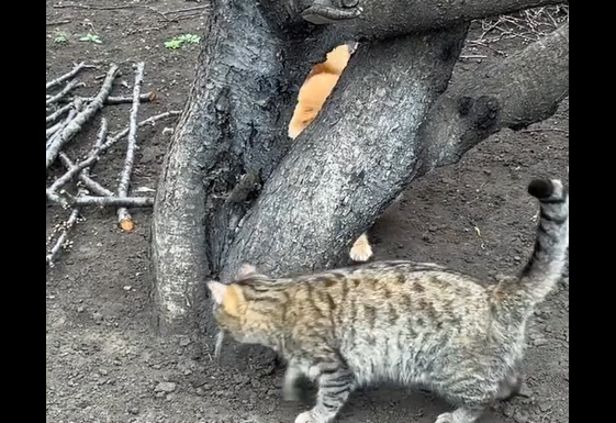 �� � ������� ��� ������ (�����)