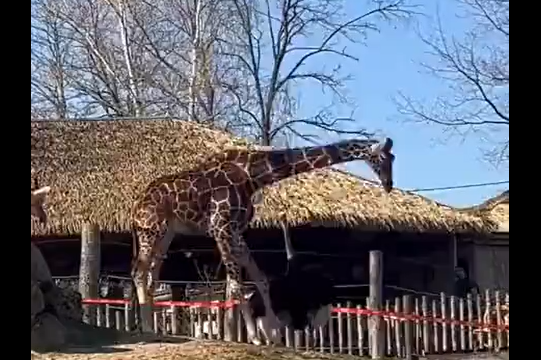 �����, ��������, ������... (�����)