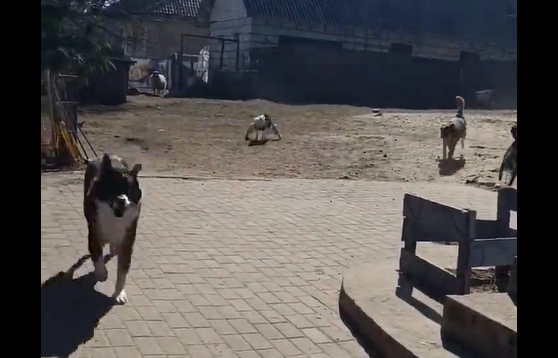 ������ ������. ����������� ������� ������� (�����)