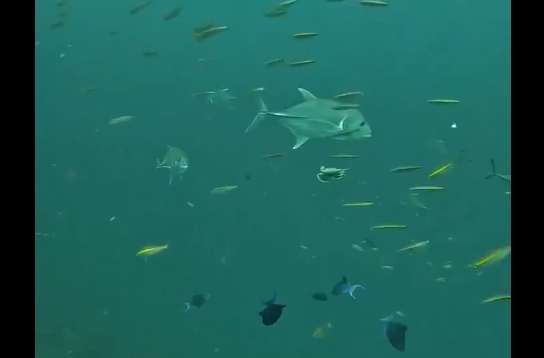 �����-�� ���������� ����������� ����� (�����)