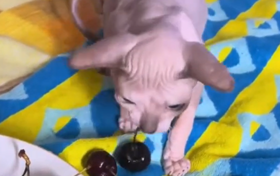 ���������� ��� (�����)