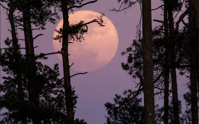 ������� ���� (7 ����)