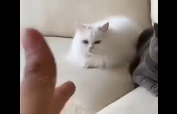 �������� (�����)