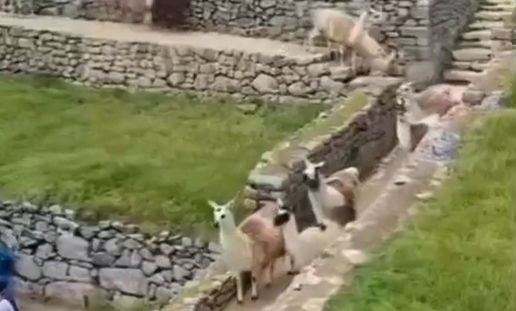 � ������� ���� ������ ����������� ����������� (�����)