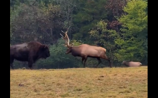 �� � ���� ������ ������������!? (�����)