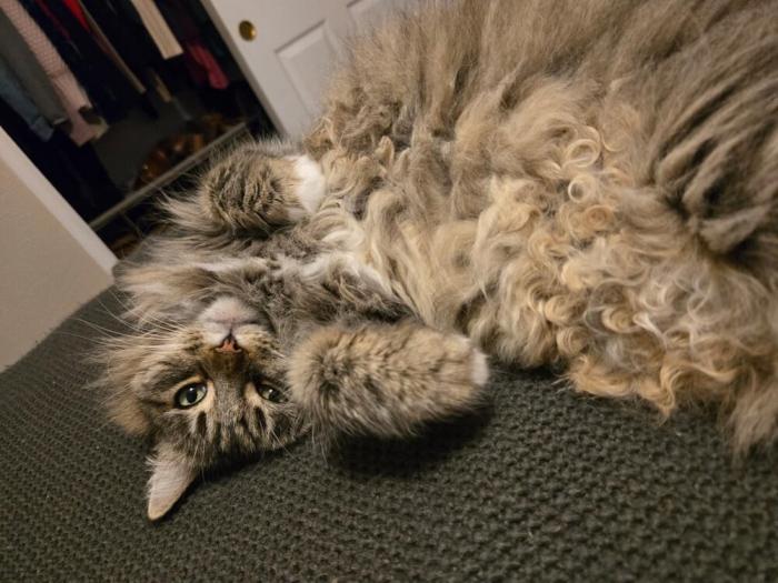 �������� ��������� ������� (25 ����)