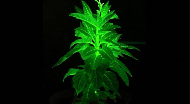 Китай разрабатывает светящиеся растения для городов (2 фото)