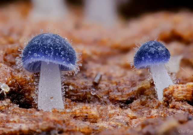 ��������� ���� �� �������: ������ ��� ������� ����� 1 �� (7 ����)