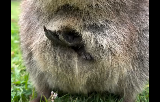 ���� ������! (�����)