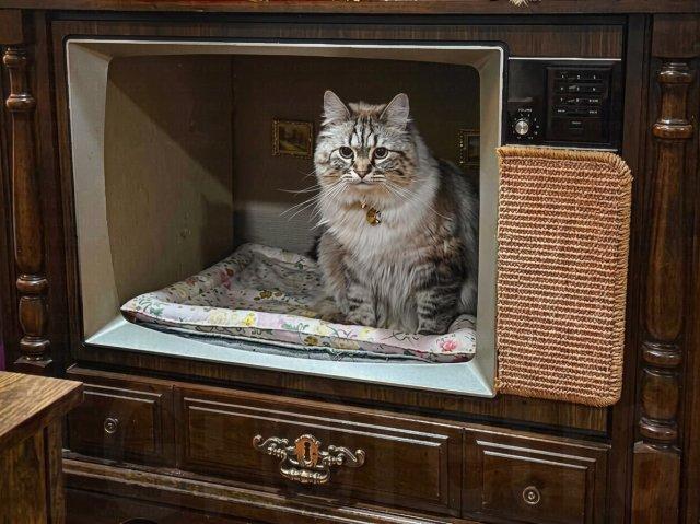 Парень создаёт лежанки для домашних животных из старой винтажной техники (9 фото)