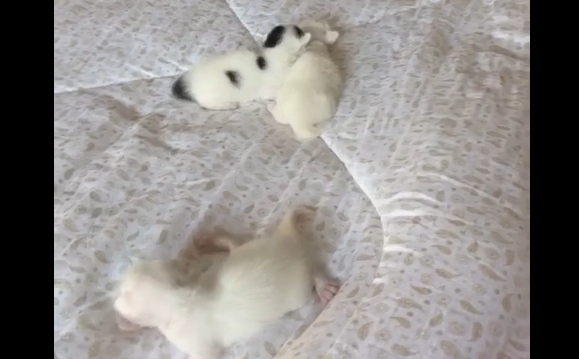 ����������� (�����)