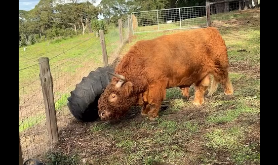 ������ (�����)