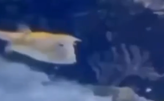 ����� ������������ ��������� ������ (�����)