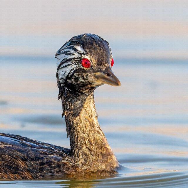 В Южной Америке обнаружили птицу с глазами демона (5 фото)