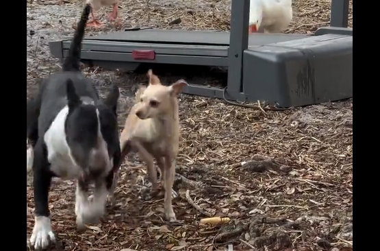 ϸ��� �������� (�����)