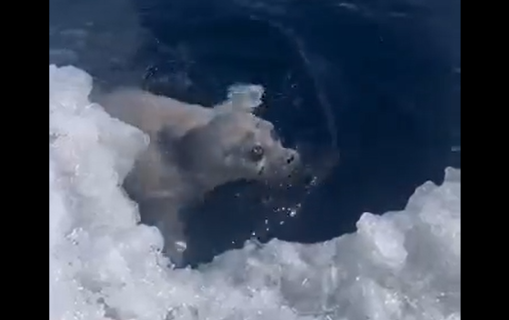 ����������� ����� (�����)