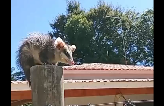 ����� � ��� �������� ���� (�����)