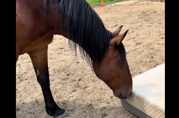 ���, ��������... (�����)