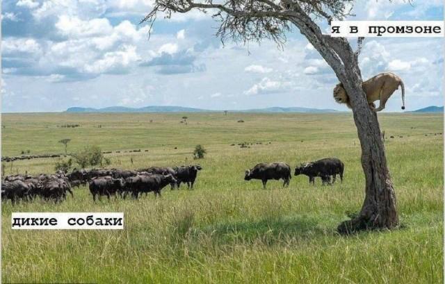 ������� ���� (15 ����)