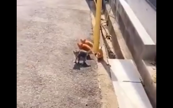 ���, ���� �� � (�����)