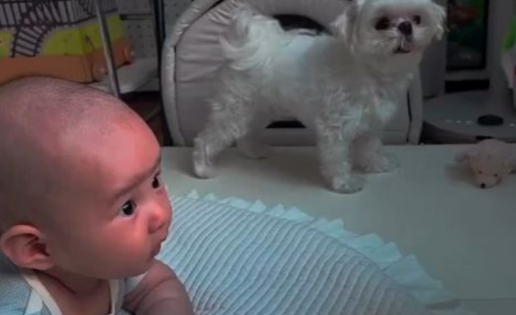 ������ �������� (�����)