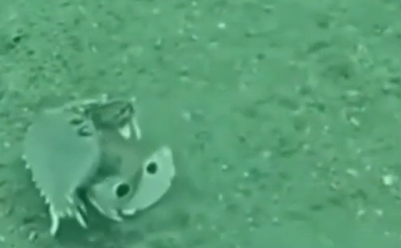 ������������� (�����)