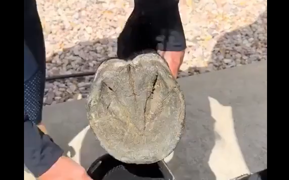 ������ ������ (�����)