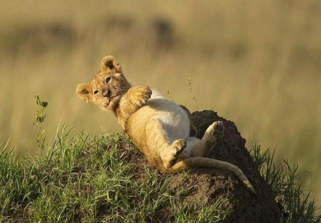 ������� ������� ������� (4 ����)