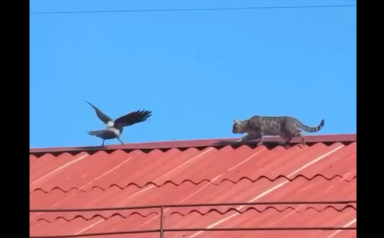 ��������� ��� (�����)