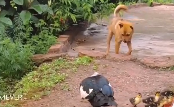 "������������. ���������, ����������, ������. � ���������. �������" (�����)