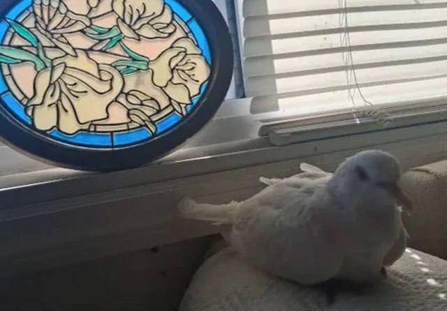 � ��� ���� ����� ������ ������ � ���� � ��� ���� 44 ���� (2 ����)