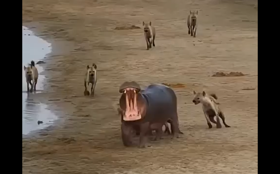 ����� ������� (�����)
