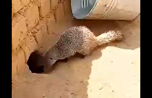 ����� ���� ����-����-����! (�����)