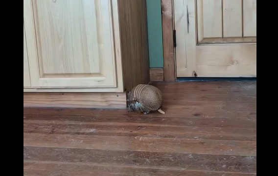 ������*��� (�����)