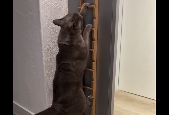 �� ��� ���������� (�����)