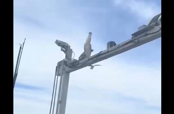 � �������� ������������ ����������� ����� (�����)