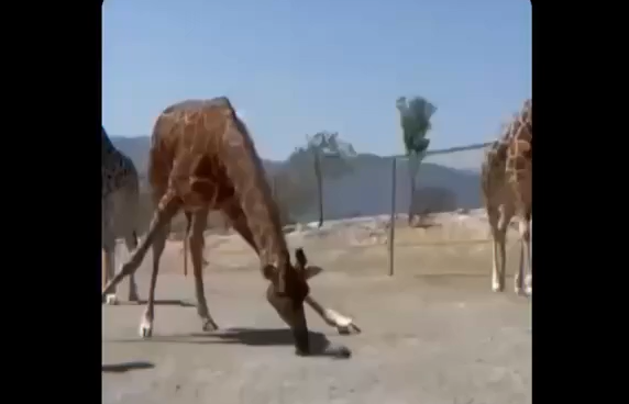 ������ �������� (�����)