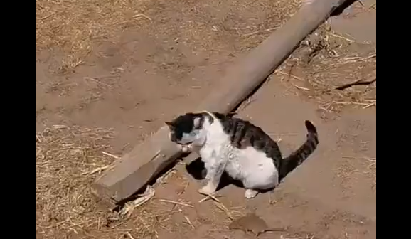 ����� ������������ ����� �������� (�����)