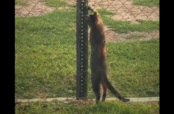 � ����� ���� ��� �����... (�����)