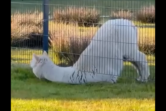 ����� ������ ������� � ������ �� ������ ������� (�����)