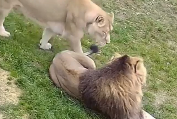 ������� (�����)
