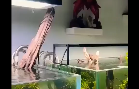 ������ ������ ��� ����������� ����� ����� ����������� (�����)