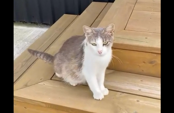 ����� ������. �� ������ ����������� (�����)